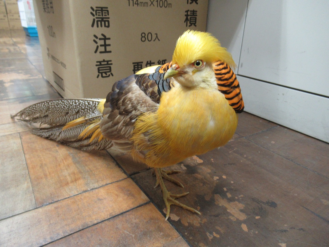 静岡県浜松市内の路上で保護されたトランプ米大統領似の金鶏（静岡県警提供）