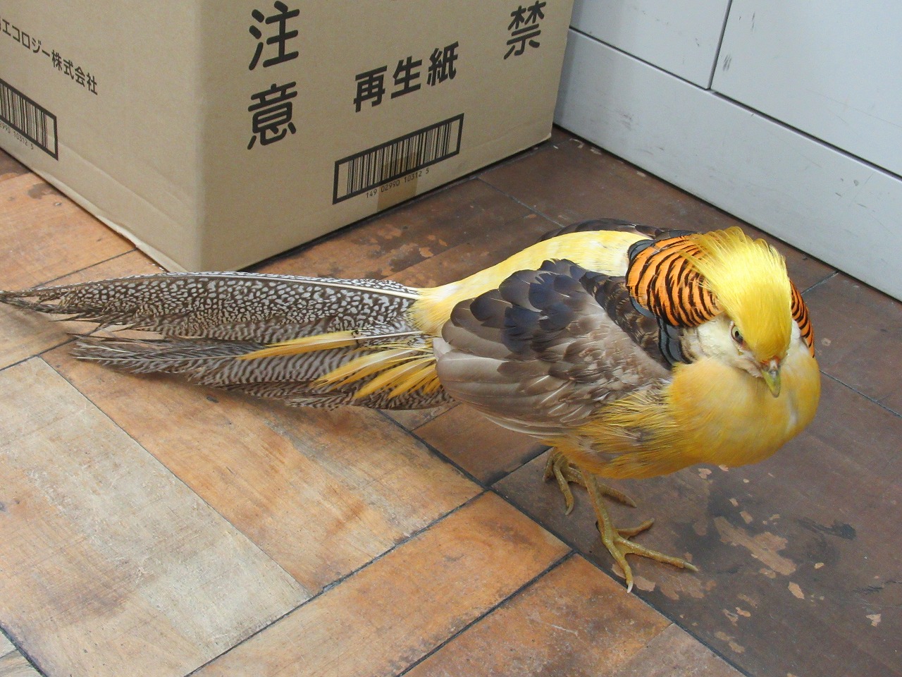 トランプ大統領にそっくり 金髪の鳥を保護 静岡 社会写真ニュース 日刊スポーツ