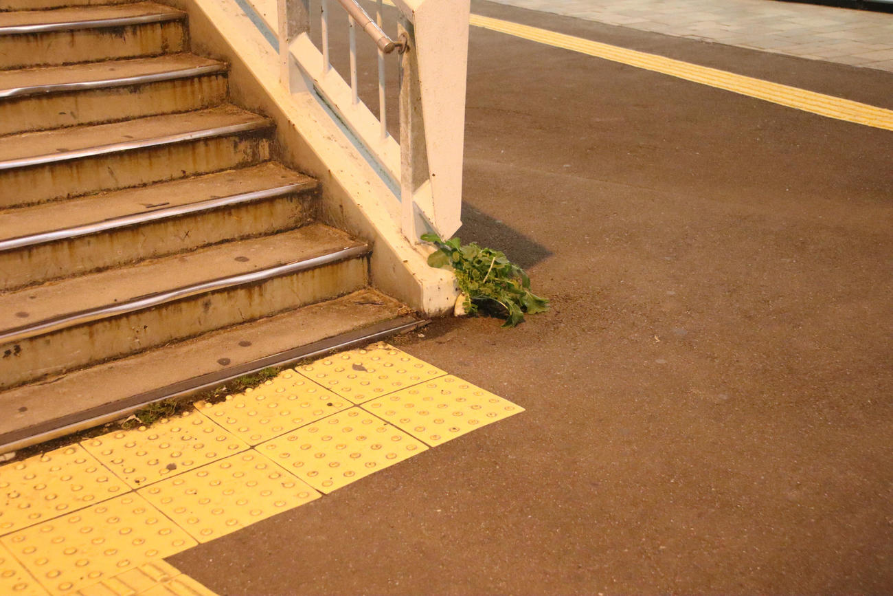 大阪駅近く阪神梅田本店前の歩道橋横に生えている大根（撮影・南谷竜則）