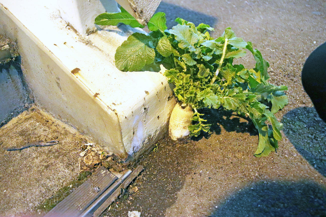 大阪駅近く阪神梅田本店前の歩道橋横に生えていた大根（11月6日撮影）