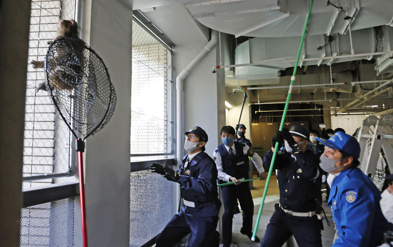 3日、福岡市役所の地下駐車場に逃げ込んだサルの捕獲作業（共同）