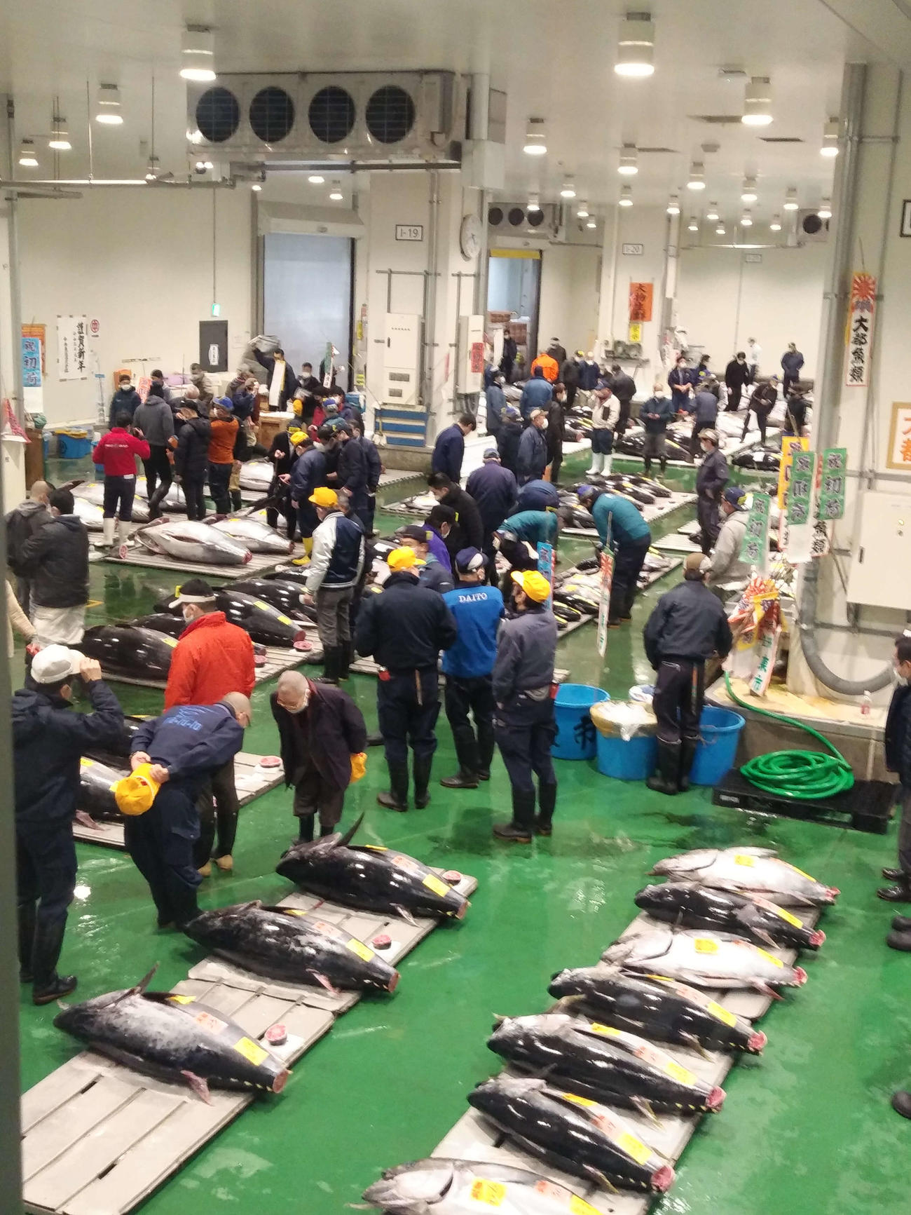 5日午前5時、初競りの豊洲市場。マグロ大物生鮮のコーナーには近海で釣れた生のクロマグロが並んだ