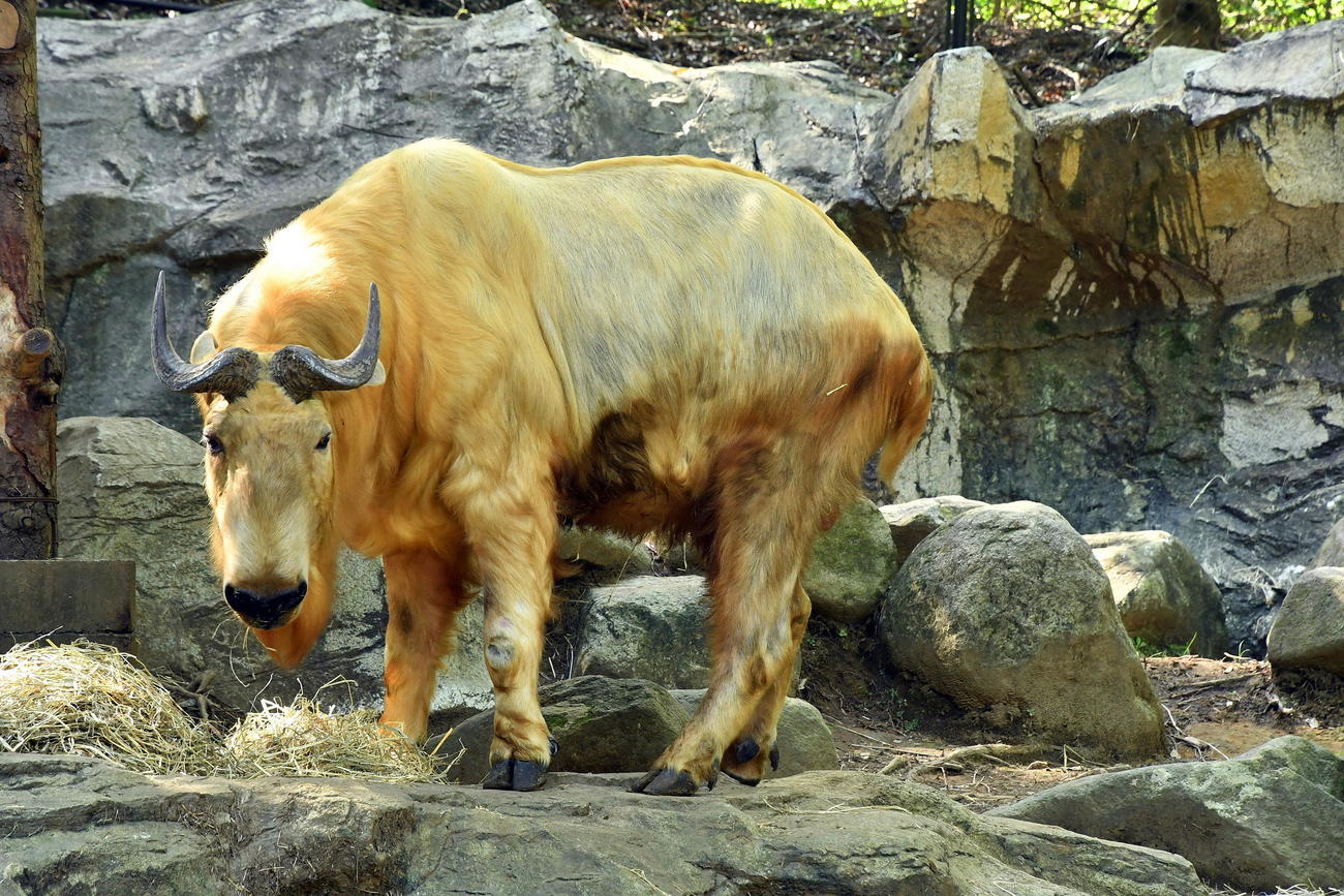 金色に輝く毛並みを持つゴールデンターキン（よこはま動物園ズーラシア提供）