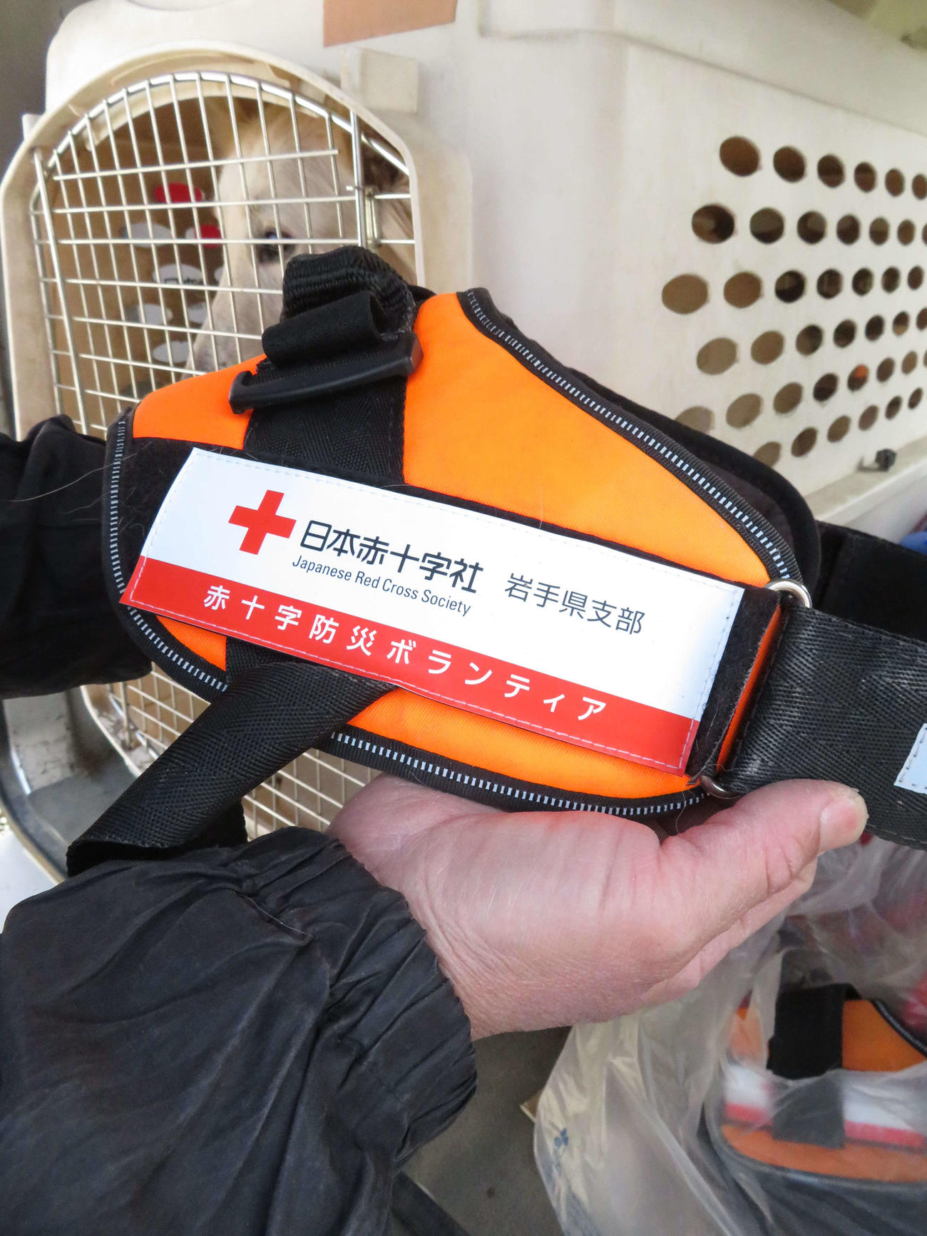 日本赤十字社岩手県支部と協定を結び、同支部から贈られたハーネス（胴輪）。後ろは車内で待機する災害救助犬「さち」（撮影・近藤由美子）