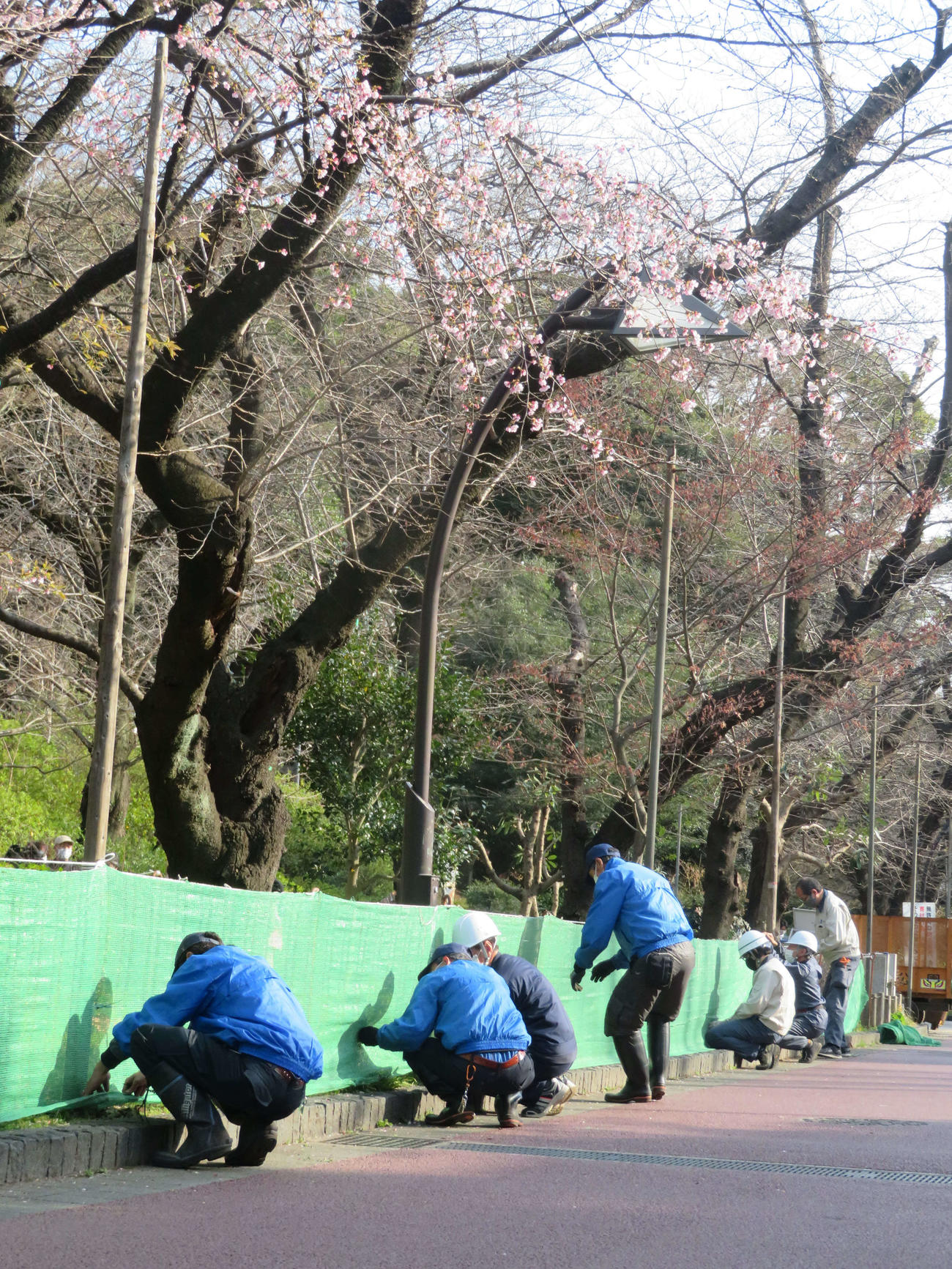 花見を規制するためにネットが張られた上野公園のさくら通り（撮影・沢田直人）