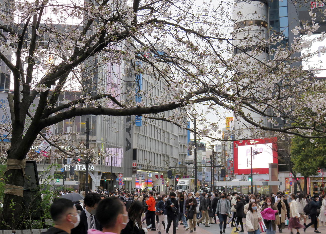 桜が咲く渋谷駅ハチ公口前のスクランブル交差点を行き交う大勢の人たち（撮影・鎌田直秀）
