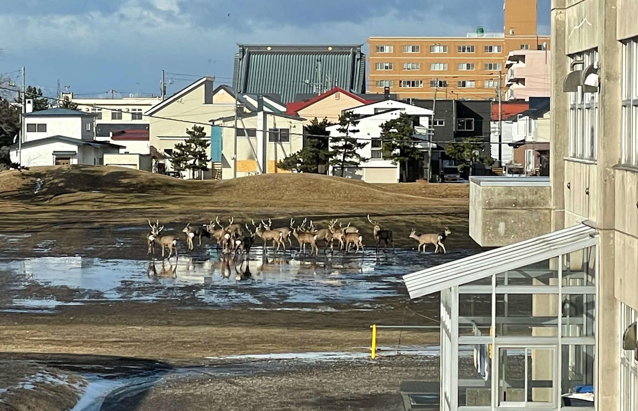 登校したら校庭にエゾジカの群れがいた＝3月22日午後7時32分、苫小牧西小学校玉城乙乃教諭撮影