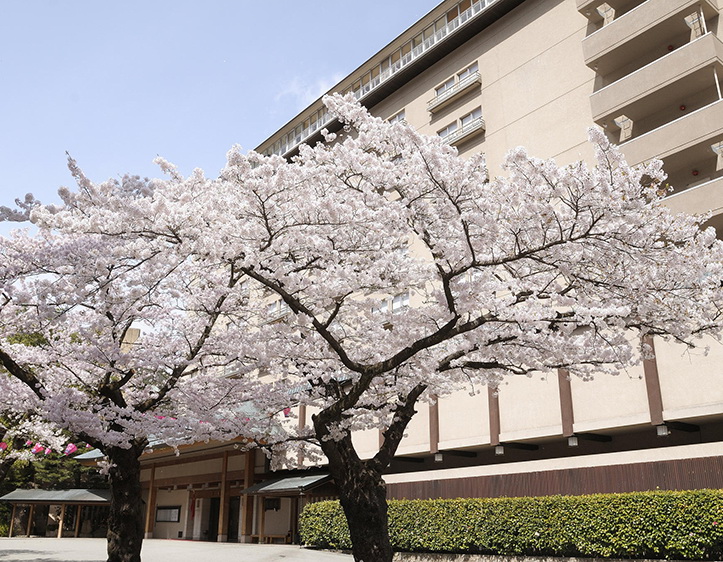 玄関前に桜が咲く下呂温泉「水明館」（水明館提供）