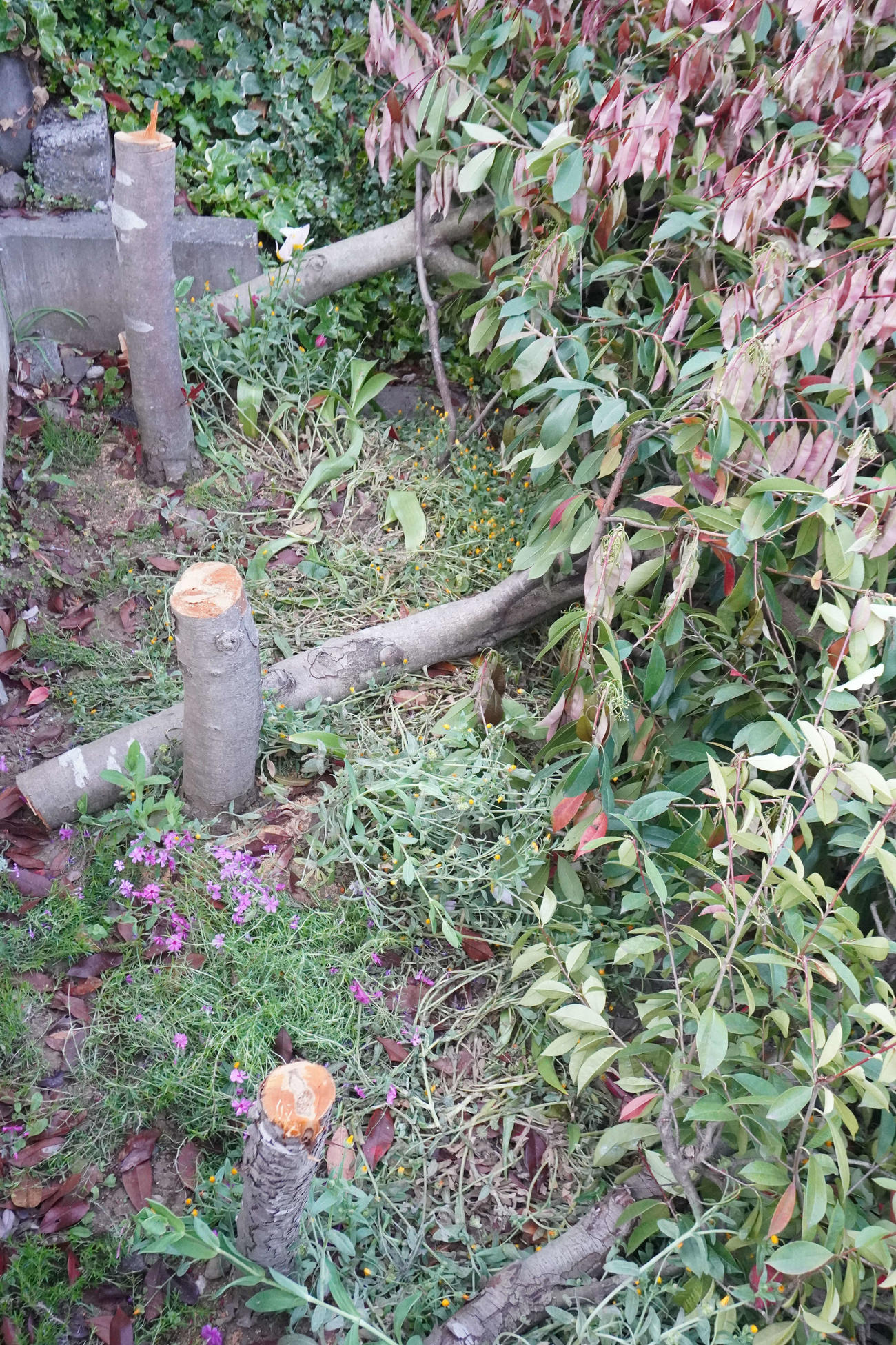 撮り鉄に人気の撮影スポット付近の住宅敷地内で、何者かに切られた3本の木（撮影・沢田直人）