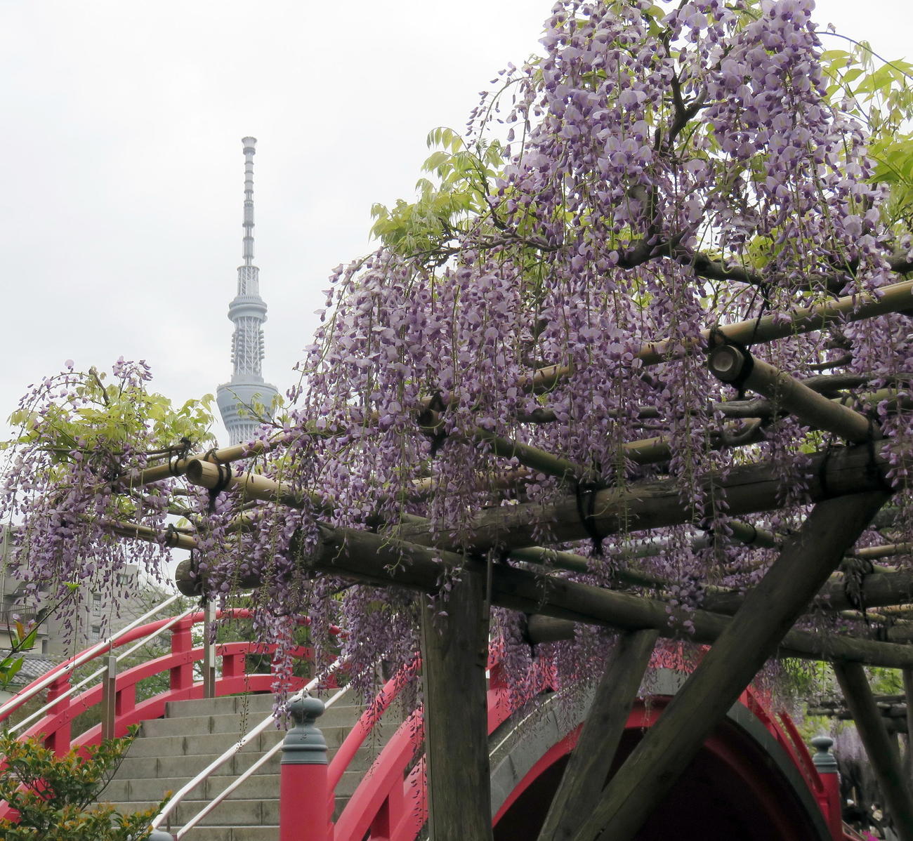 「藤まつり」が開催されている亀戸天神社の藤の花。境内の太鼓橋や東京スカイツリーのコントラストも魅力（撮影・鎌田直秀）