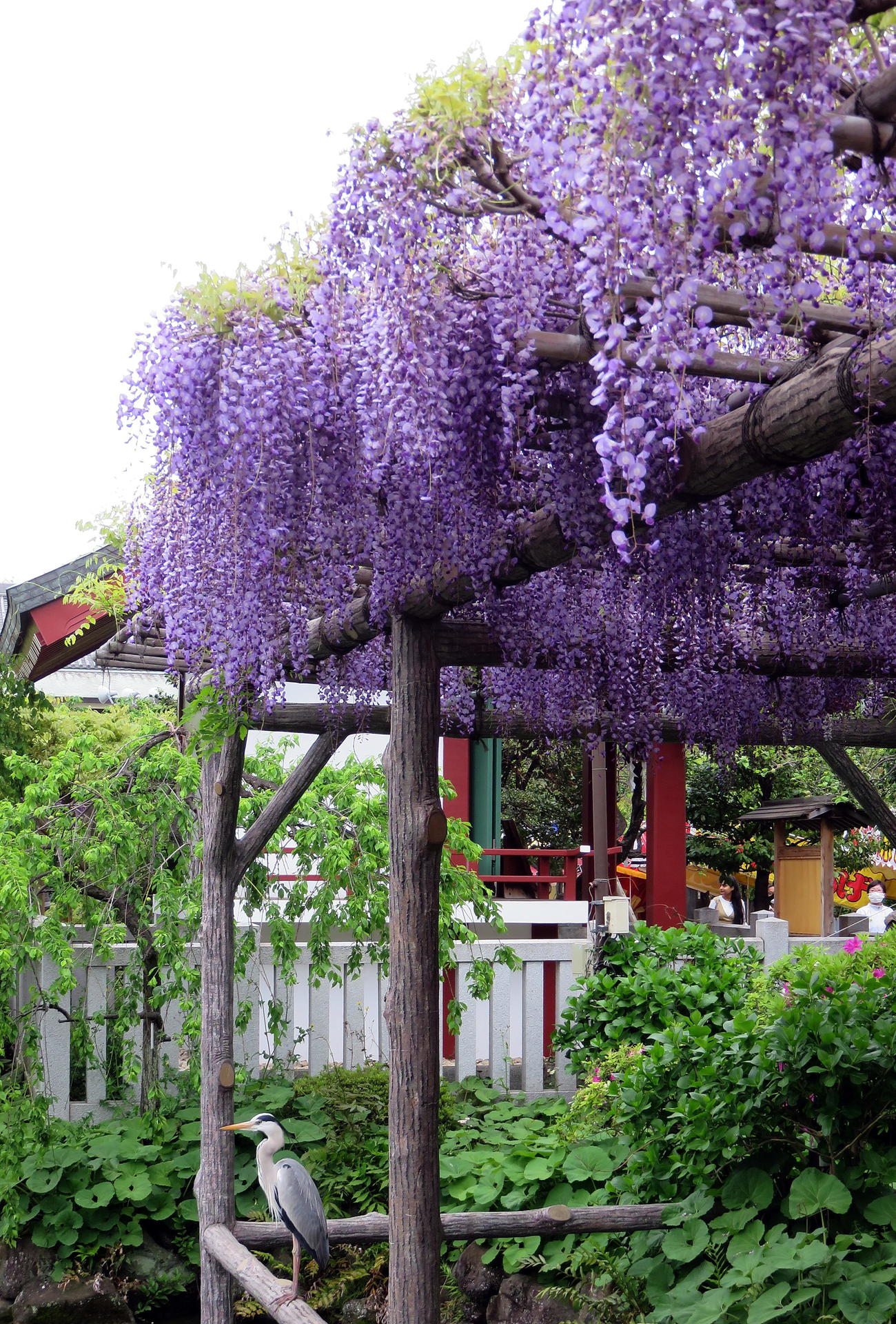 「藤まつり」が開催されている亀戸天神社の藤棚の下でくつろぐアオサギ（撮影・鎌田直秀）