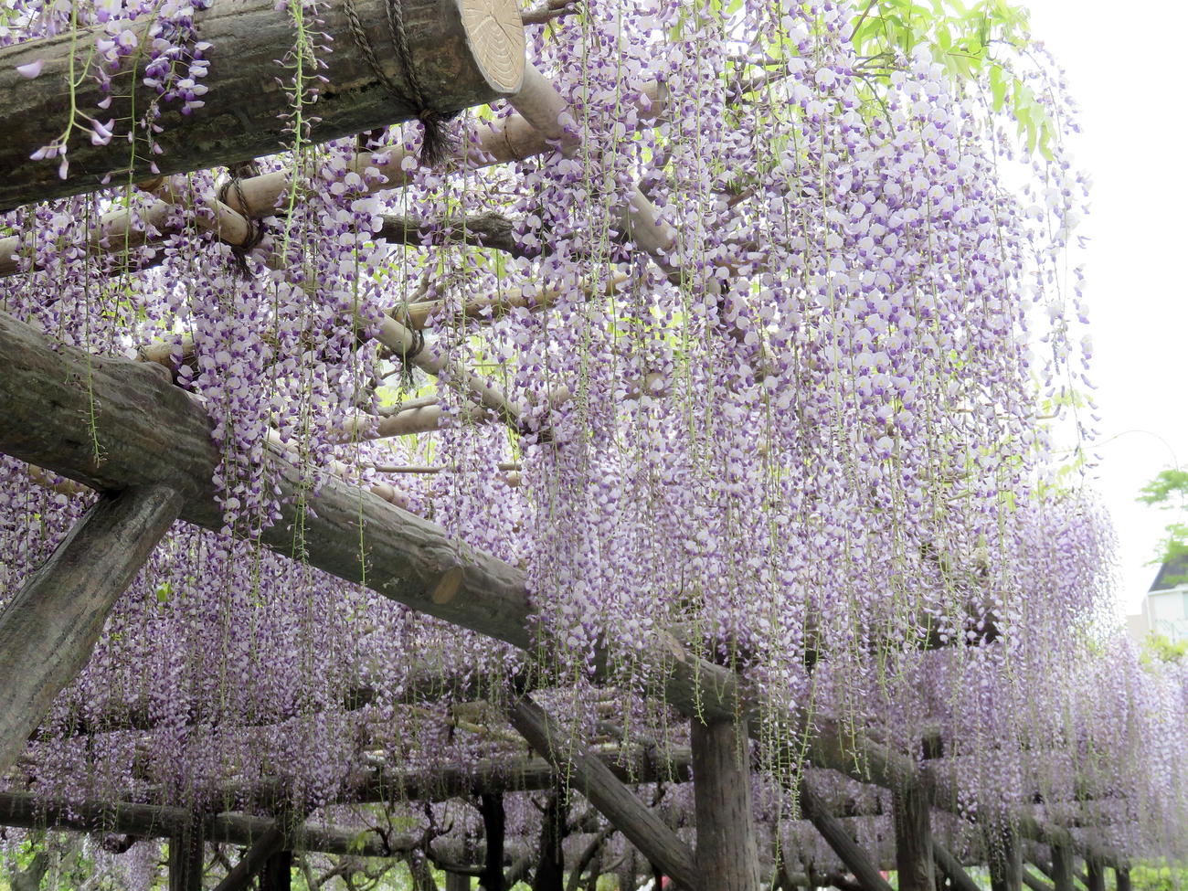 「藤まつり」が開催されている亀戸天神社に広がる藤棚（撮影・鎌田直秀）