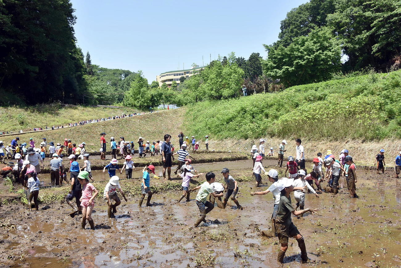 18年、川崎市にある玉川学園キャンパスの水田などの農業で学ぶ子どもたち（玉川学園提供）
