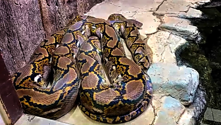 体感型動物園iZooで飼育されているアミメニシキヘビ（体感型動物園iZoo提供）
