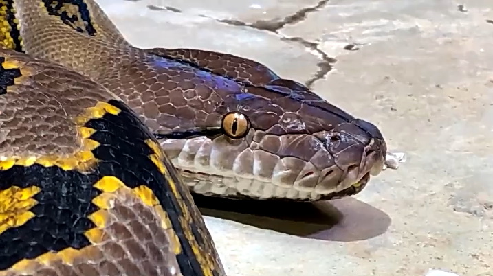 体感型動物園iZooで飼育されているアミメニシキヘビ（体感型動物園iZoo提供）