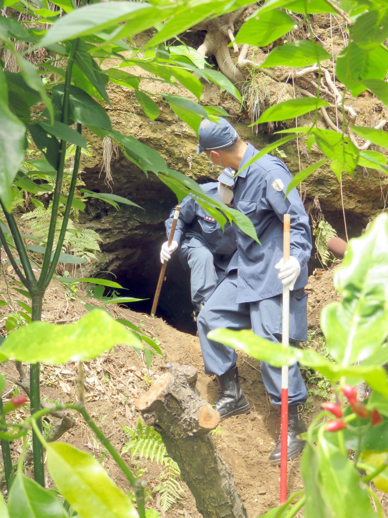 近隣民家裏山にある防空壕（ごう）跡でニシキヘビを捜索する機動隊員（撮影・鎌田直秀）