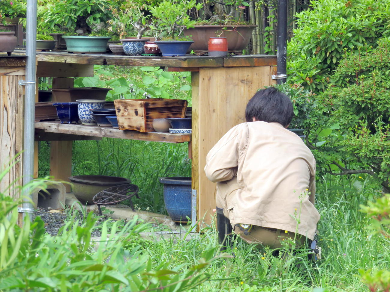 棚の下なども念入りにアミメニシキヘビを捜索する男性（撮影・鎌田直秀）