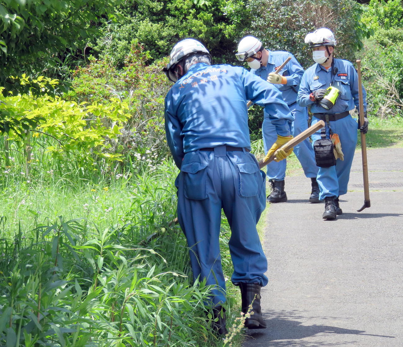 草むらでアミメニシキヘビを捜索する消防団員たち（撮影・鎌田直秀）
