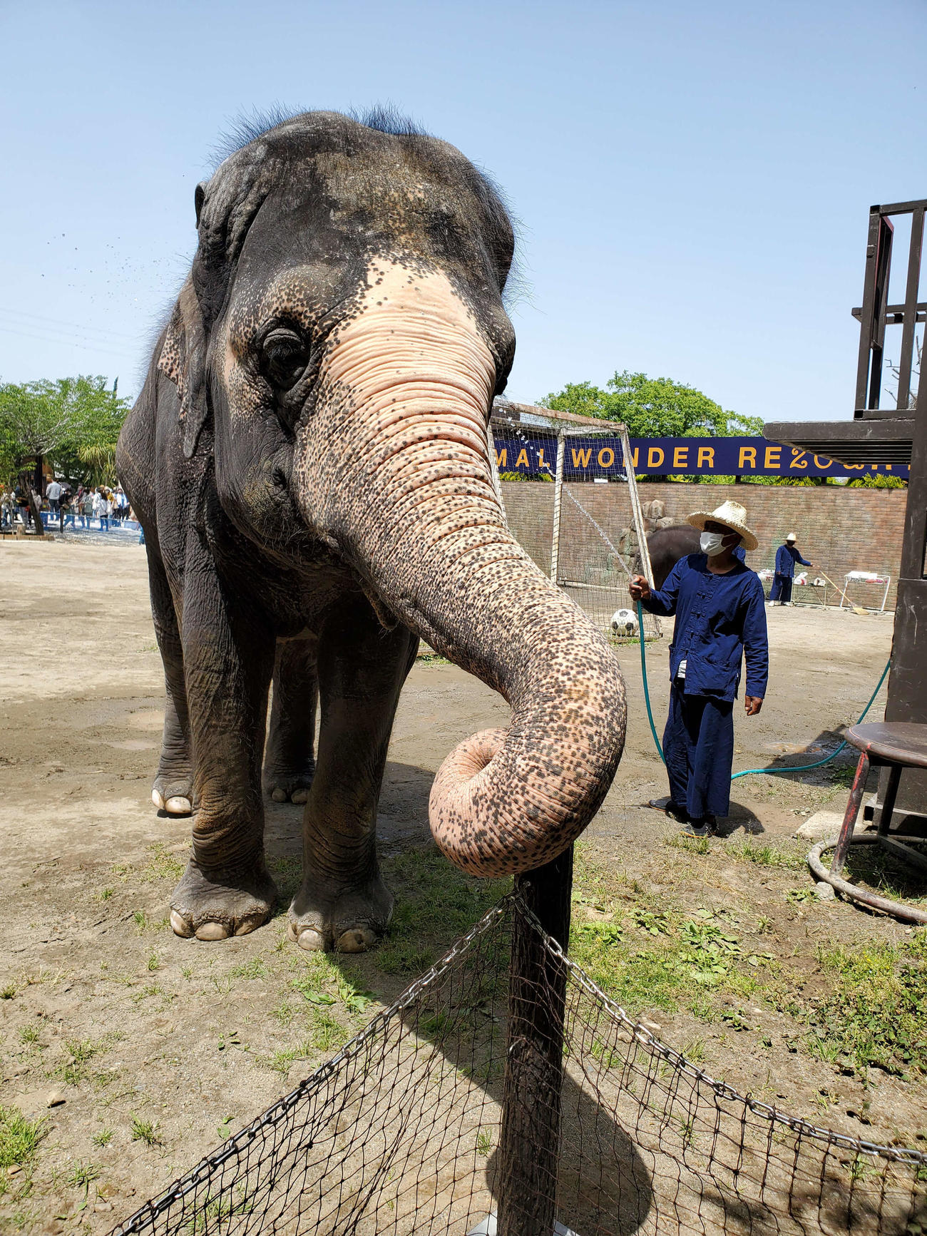 千葉県市原市の動物園「市原ぞうの国」で16日に死んだ、アジアゾウの35歳の雌「ミニスター」