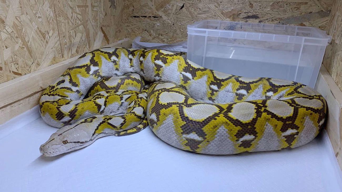 逃げ出したアミメニシキヘビ（飼い主提供）