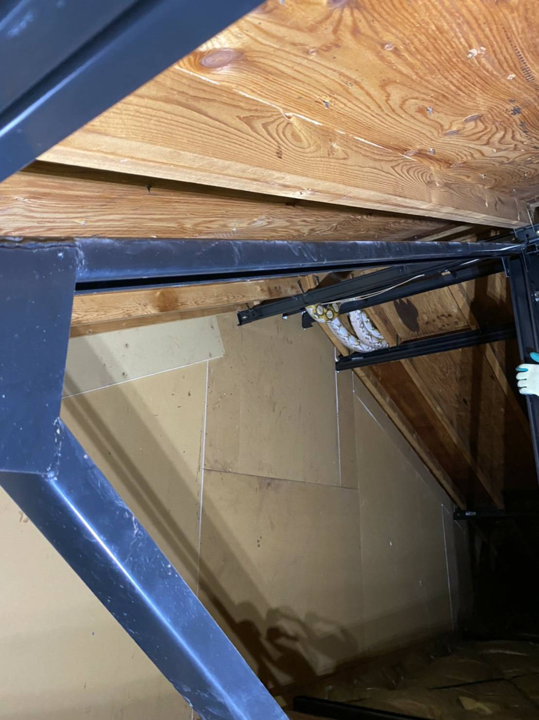 逃げ出したと思われたアパートの屋根裏で発見された。梁（はり）に巻きつくようにしてジッと動かなかった（白輪氏提供）