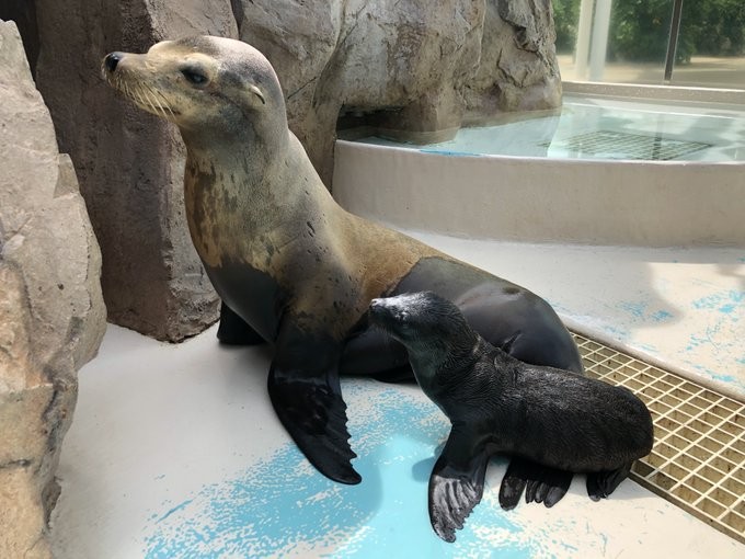サンシャイン水族館で5月9日に誕生したカリフォルニアアシカのオスの赤ちゃん（右）と母パコ（サンシャイン水族館提供）