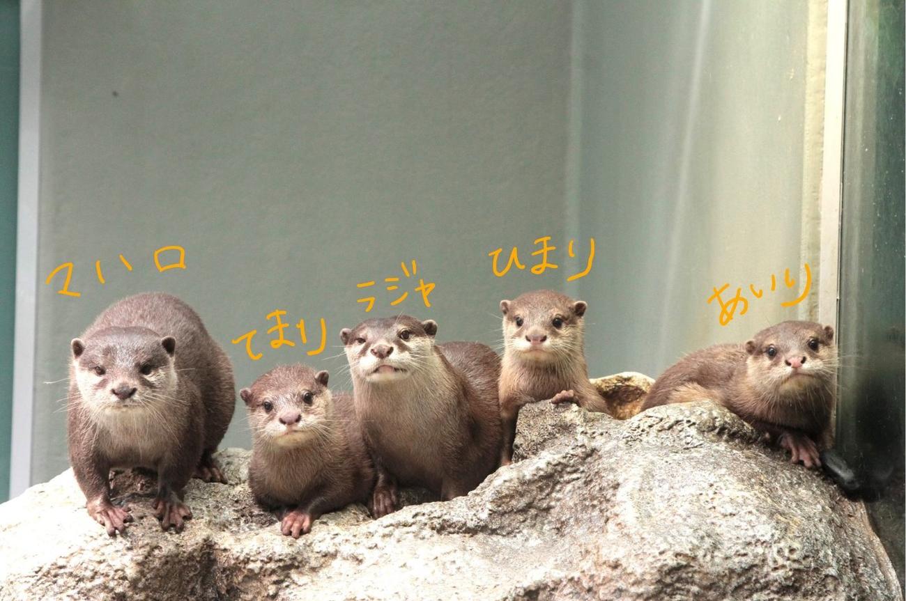 サンシャイン水族館で2月に誕生した子供たちを含むコツメカワウソ家族。左から母マハロ、てまり、父ラジャ、ひまり、あいり（サンシャイン水族館提供）