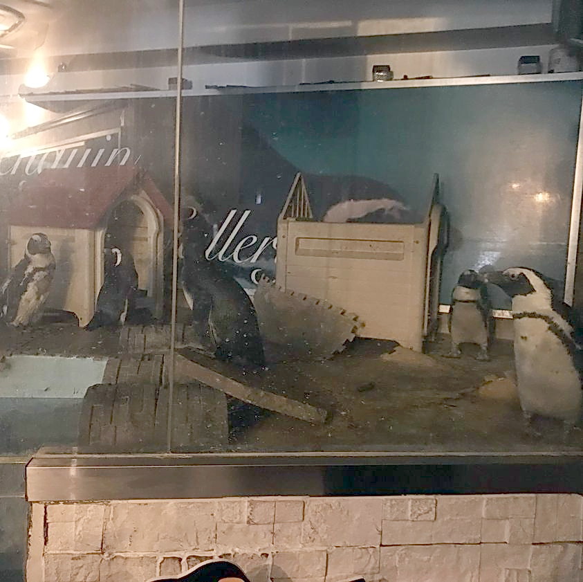 鎮火後、ペンギンのいるBAR池袋店舗内の大型水槽に戻されたケープペンギンたち（ペンギンのいるBAR池袋提供）