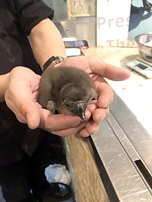 今年3月、東京・豊島区の「ペンギンのいるBAR池袋」で孵化したケープペンギンのヒナ（ペンギンのいるBAR池袋提供）