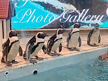 東京・豊島区の「ペンギンのいるBAR池袋」で会えるケープペンギンたち（ペンギンのいるBAR池袋提供）