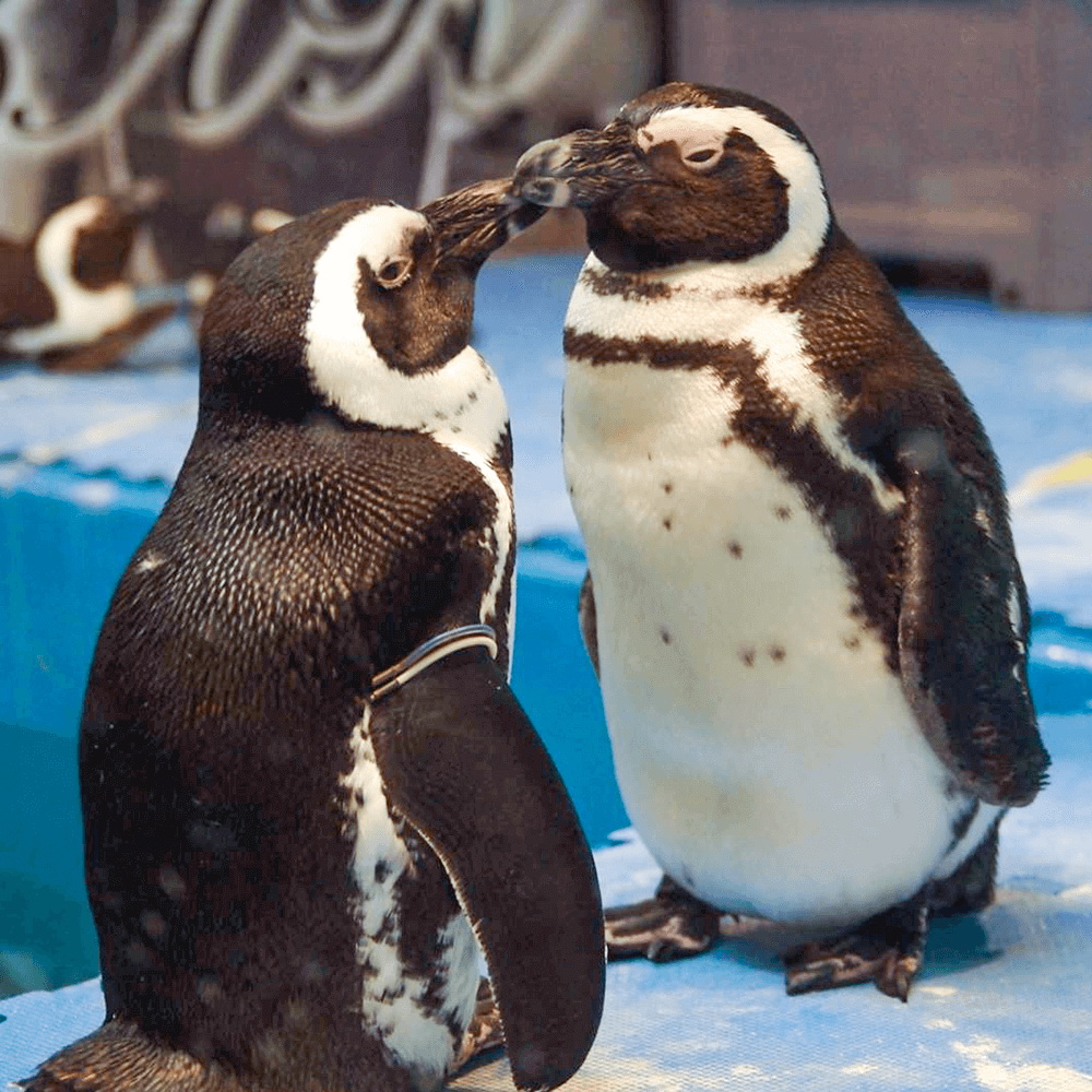 東京・豊島区の「ペンギンのいるBAR池袋」で会えるケープペンギンたち（ペンギンのいるBAR池袋提供）