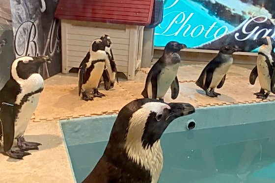 東京・豊島区の「ペンギンのいるBAR池袋」で会えるケープペンギンたち（ペンギンのいるBAR池袋提供）