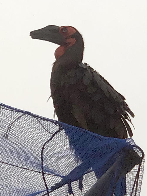 明らかに怪鳥 ヘビ騒動から２週間 黒くて巨大な 謎の鳥 目撃相次ぐ 社会 日刊スポーツ