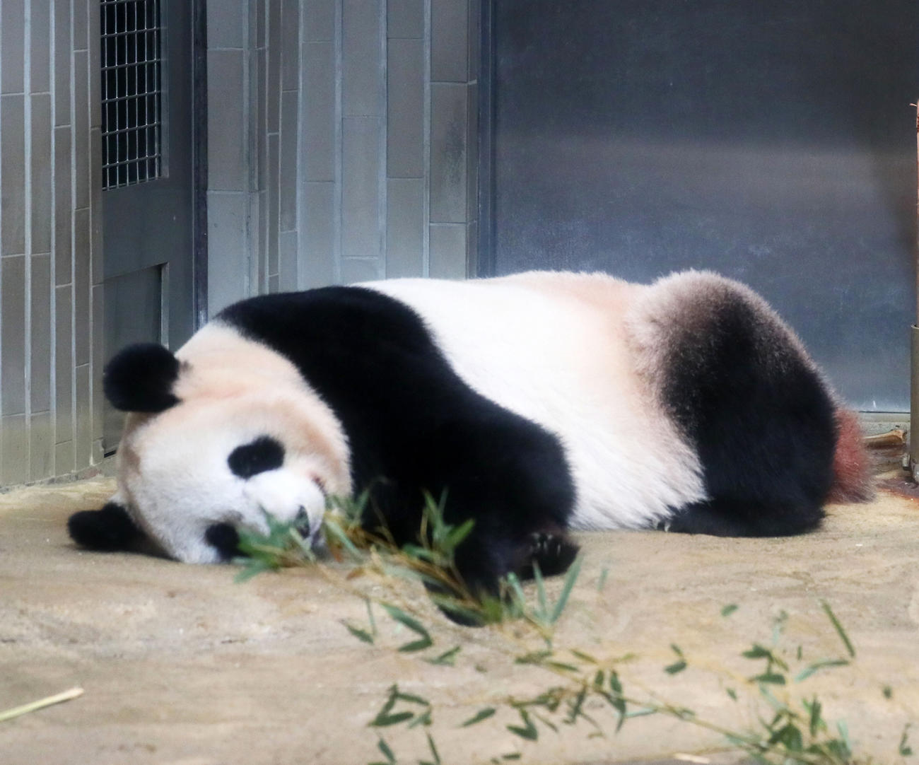 上野動物園のシンシン（2017年12月18日撮影）