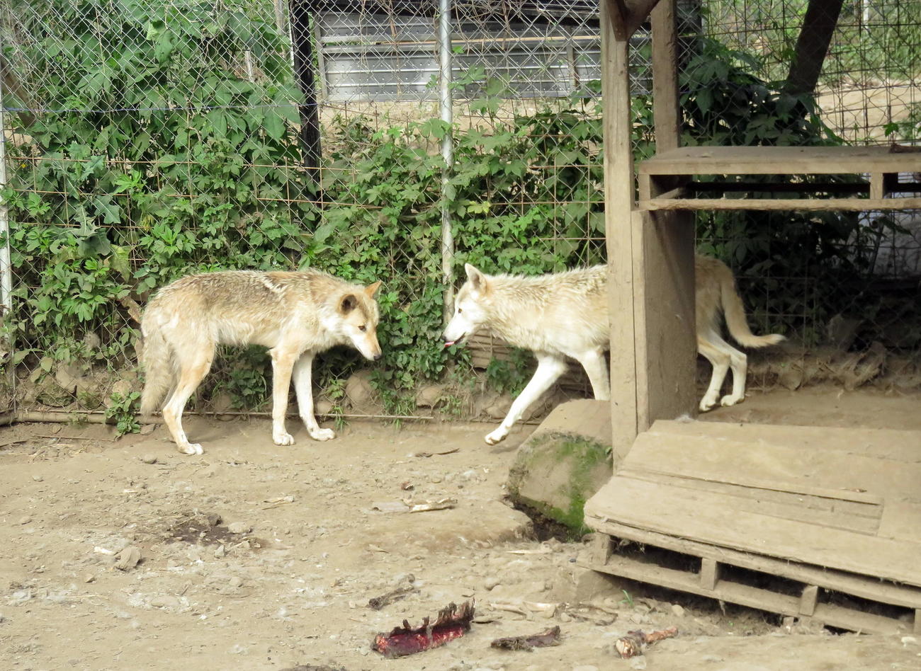 無事に捕獲されて犬舎に戻った2頭のオオカミ犬（撮影・鎌田直秀）