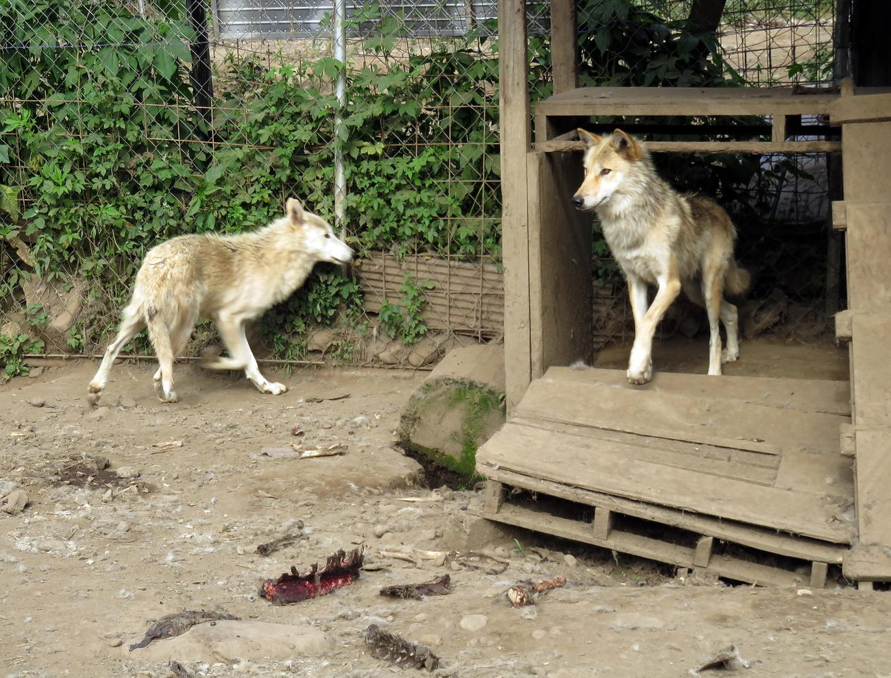 無事に捕獲されて犬舎に戻った2頭のオオカミ犬（撮影・鎌田直秀）