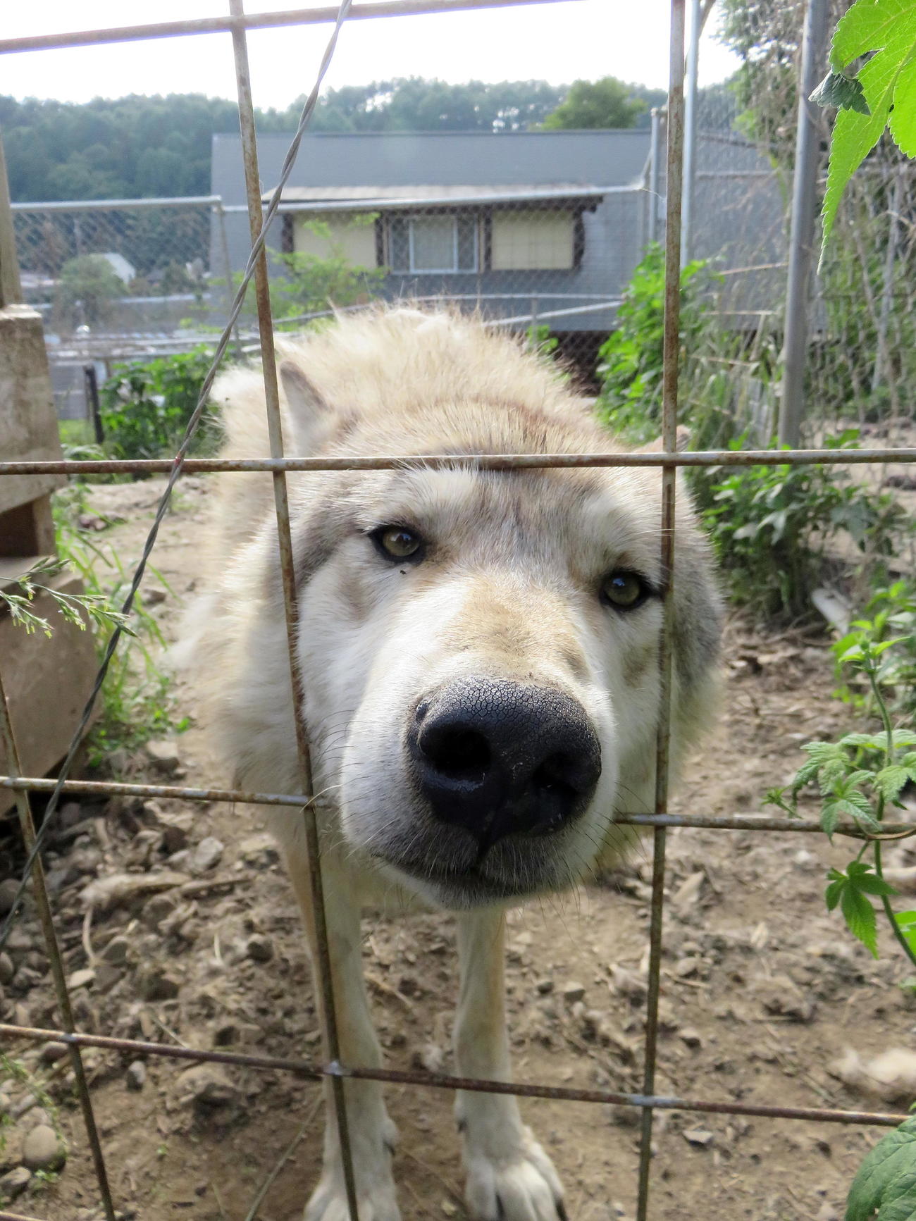 犬舎で愛らしい表情を見せる逃げた犬とは違うオオカミ犬（撮影・鎌田直秀）