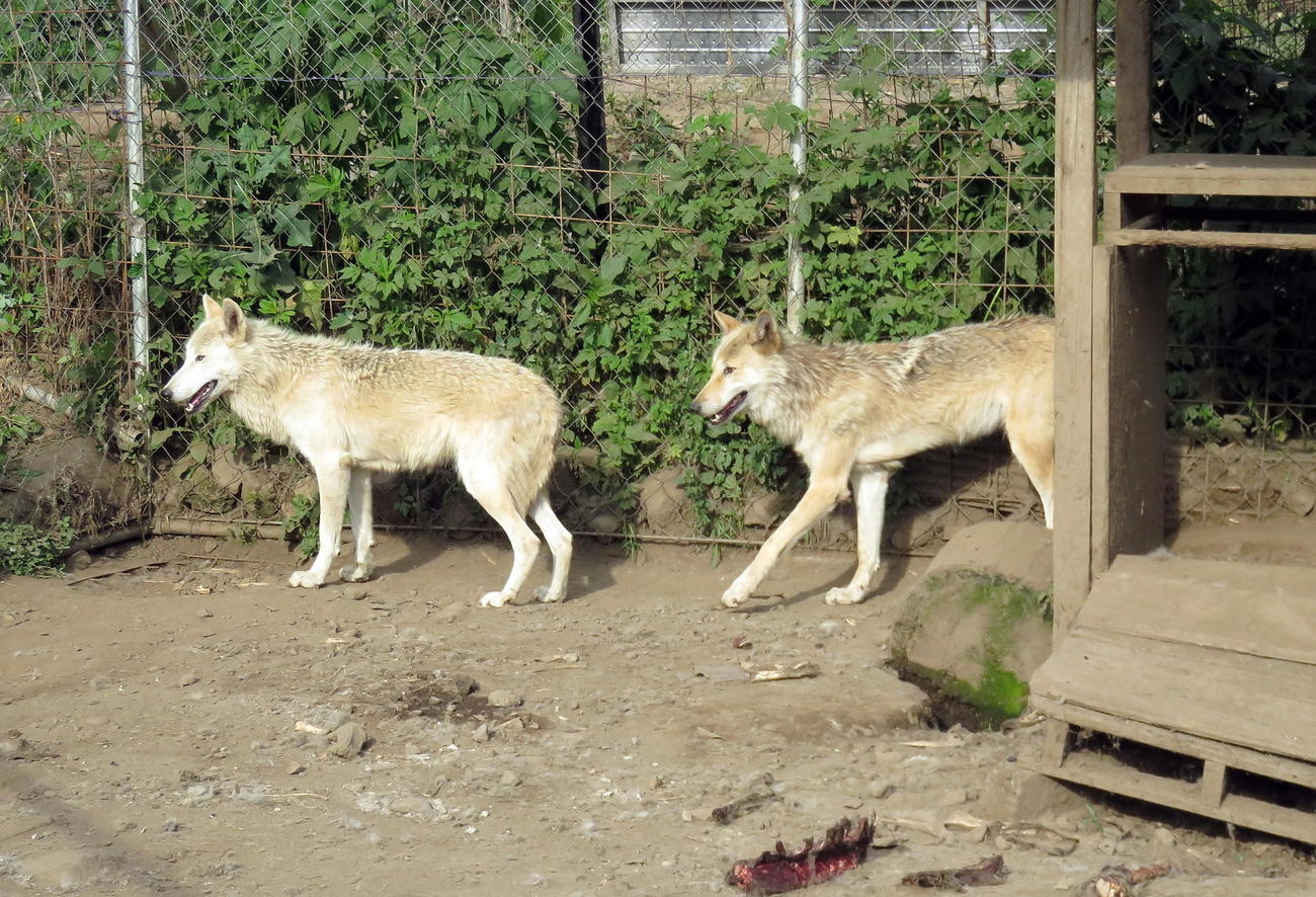 無事に捕獲されて犬舎に戻った2頭のオオカミ犬（撮影・鎌田直秀）
