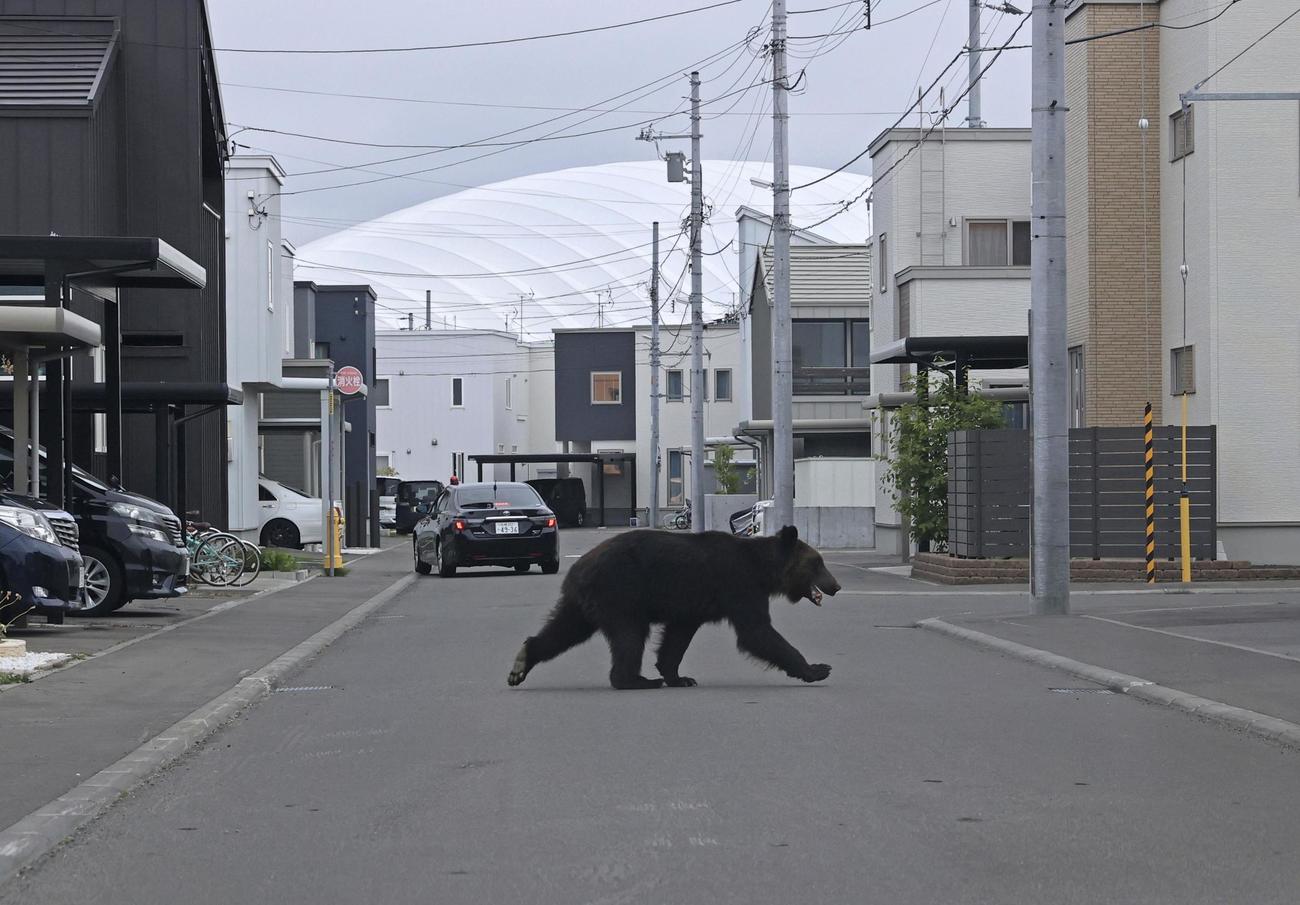 札幌市東区の住宅街を歩くクマ（北海道新聞社提供）
