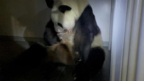 双子 シンシン出産 上野動物園でパンダの子どもが４年ぶりに誕生 社会写真ニュース 日刊スポーツ