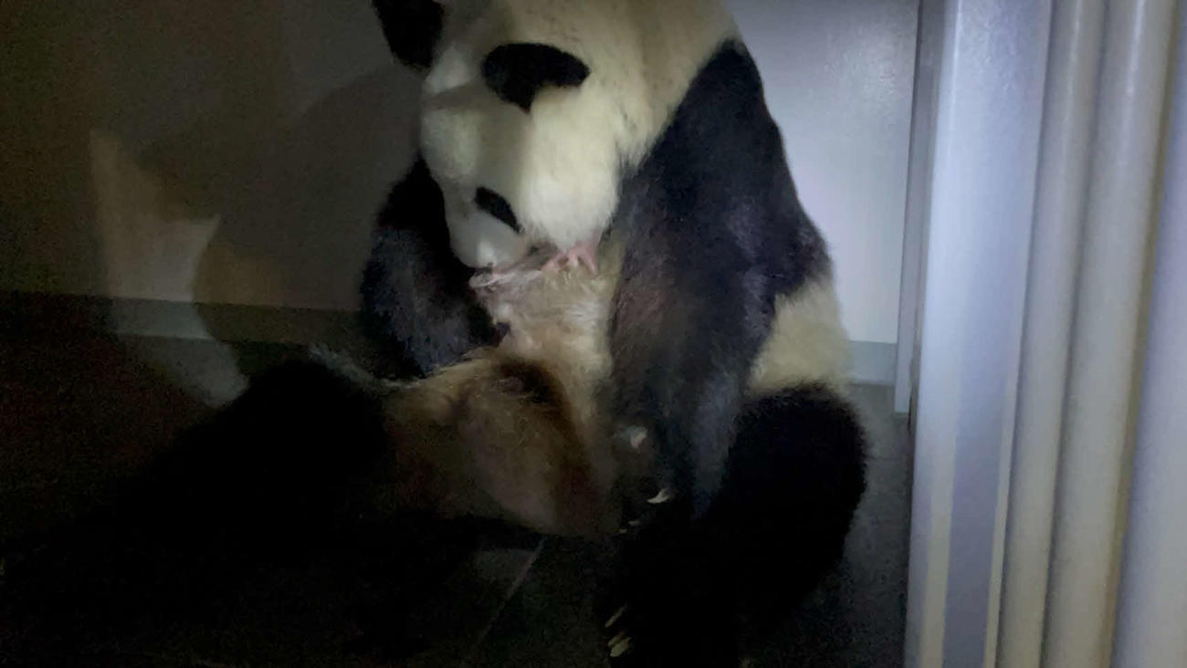 シンシンは生まれたばかりの赤ちゃんパンダを優しく抱えた＝6月23日（公財）東京動物園協会提供