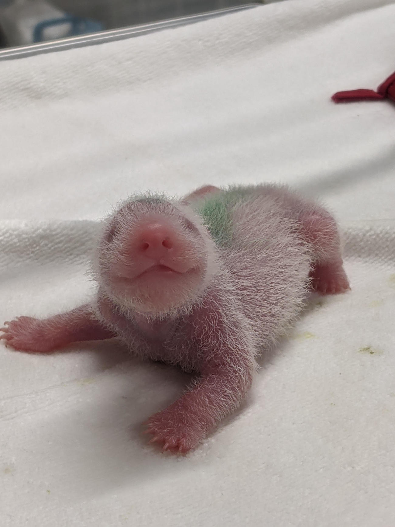 ジャイアントパンダの双子の赤ちゃん（東京動物園協会提供）