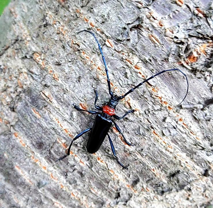サクラの木などに被害を及ぼしている特定外来生物のクビアカツヤカミキリ（埼玉県環境科学国際センター提供）