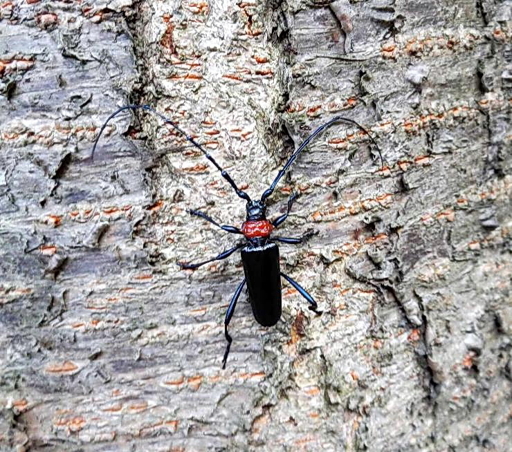 サクラの木などに被害を及ぼしている特定外来生物のクビアカツヤカミキリ（埼玉県環境科学国際センター提供）