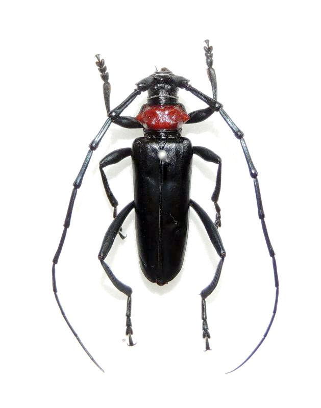 触覚の長さが特徴的な特定外来生物のクビアカツヤカミキリの雄（埼玉県環境科学国際センター提供）