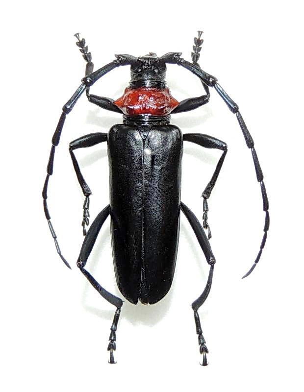 繁殖力の強い特定外来生物のクビアカツヤカミキリの雌（埼玉県環境科学国際センター提供）