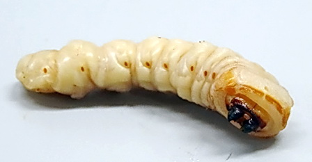 樹木内で数年を過ごす特定外来生物のクビアカツヤカミキリの幼虫（埼玉県環境科学国際センター提供）