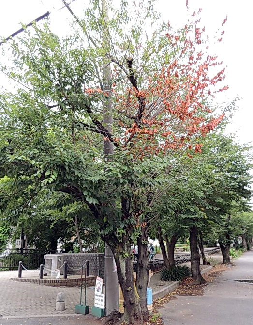 特定外来生物のクビアカツヤカミキリの被害を受けたサクラの木（埼玉県環境科学国際センター提供）