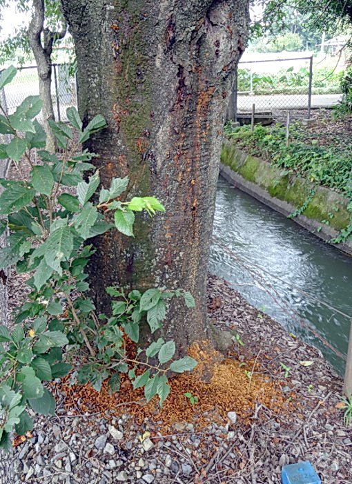 特定外来生物のクビアカツヤカミキリの被害を受けたサクラの木からあふれる木くずとふんが混じったフラス（埼玉県環境科学国際センター提供）
