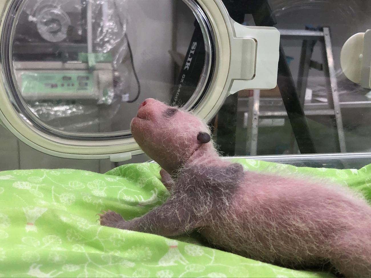 東京・上野動物園のジャイアントパンダの子ども1。13日齢＝7月6日撮影（東京動物園協会提供）
